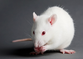 Связь стресса и болезней у крыс-гипертоников доказали ученые в Новосибирске