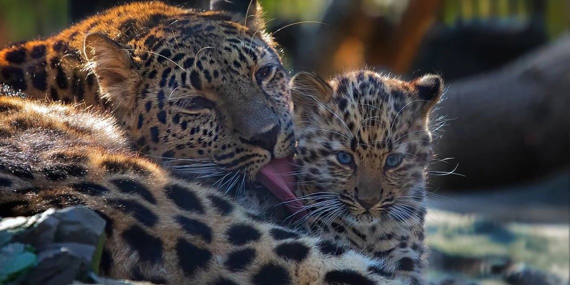 В новосибирском зоопарке изменился режим работы Ноябрь 2024