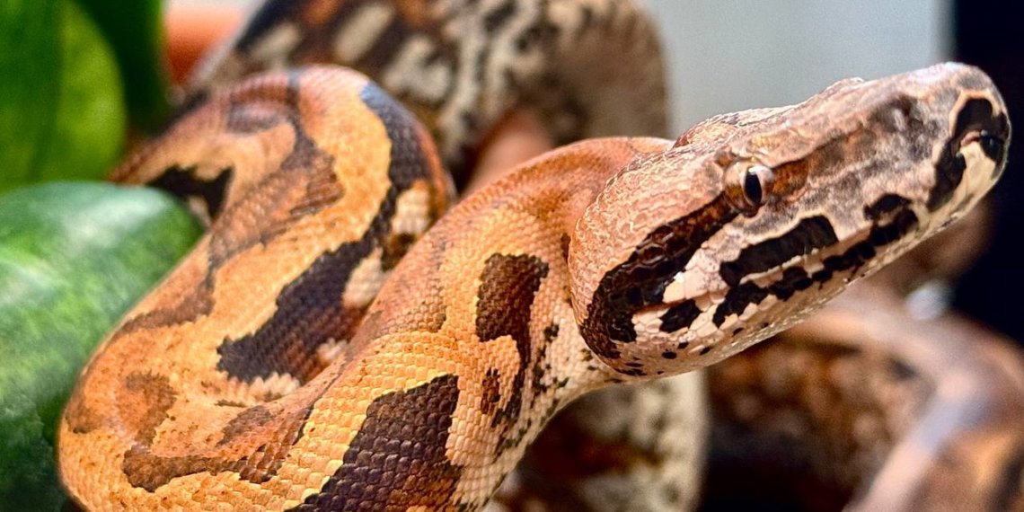 Редкое событие: в Новосибирском зоопарке у мадагаскарских удавов родилась тройня