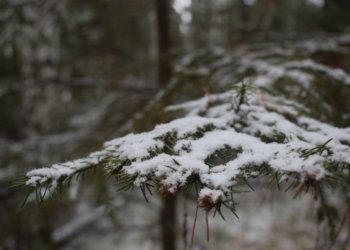 Грядут морозы: какая погода будет на выходных в Новосибирской области