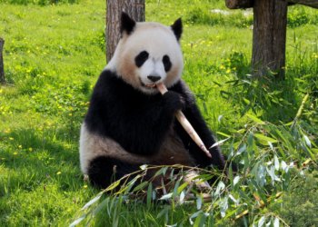 Минюст исключил WWF из реестра иноагентов