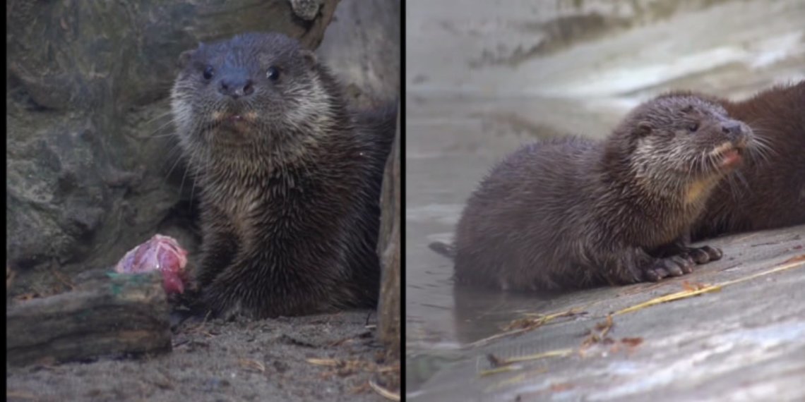 Выдра из Новосибирского зоопарка родила тройню