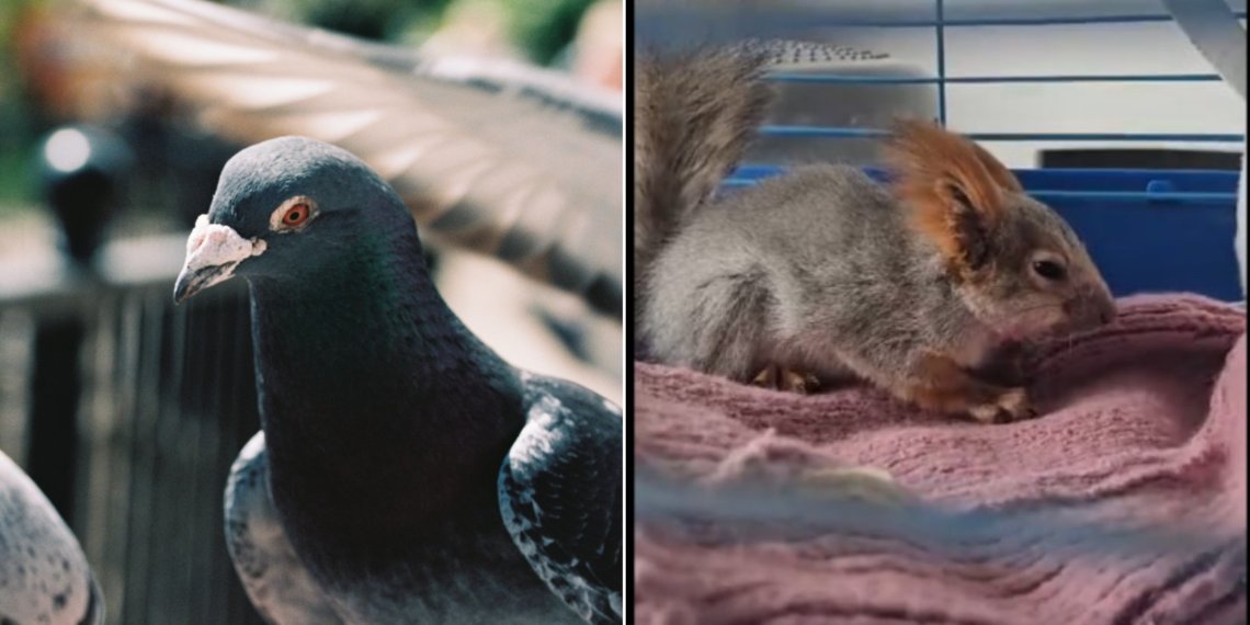 Агрессивные голуби напали на бельчонка в Новосибирске