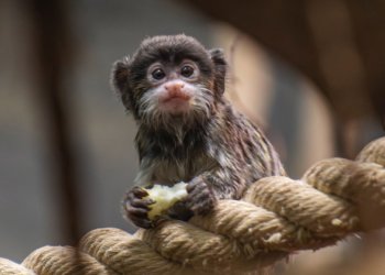В Новосибирском зоопарке родилась двойня императорских тамаринов