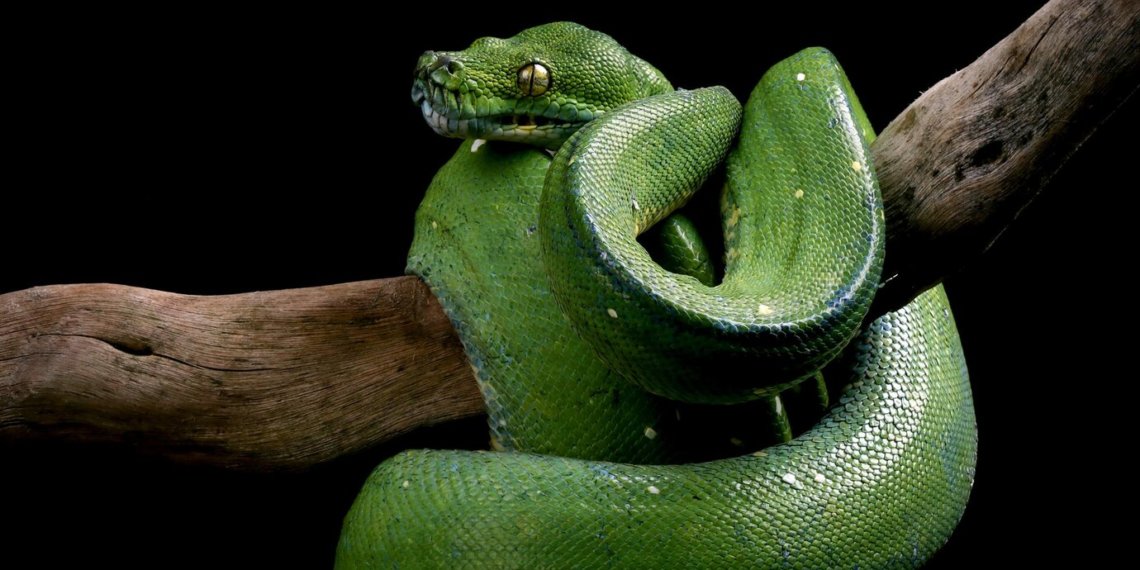 Как встречать Новый 2025 год Змеи: выбираем блюда и цвета нарядов