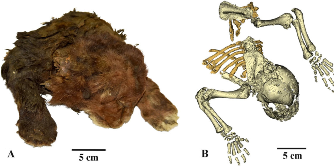 Возраст мумии котёнка саблезубой кошки из Якутии установили учёные НГУ