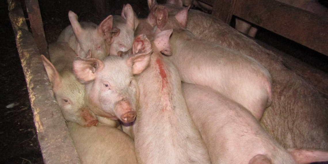 В Сибири домашние свиньи убили 17-летнюю школьницу