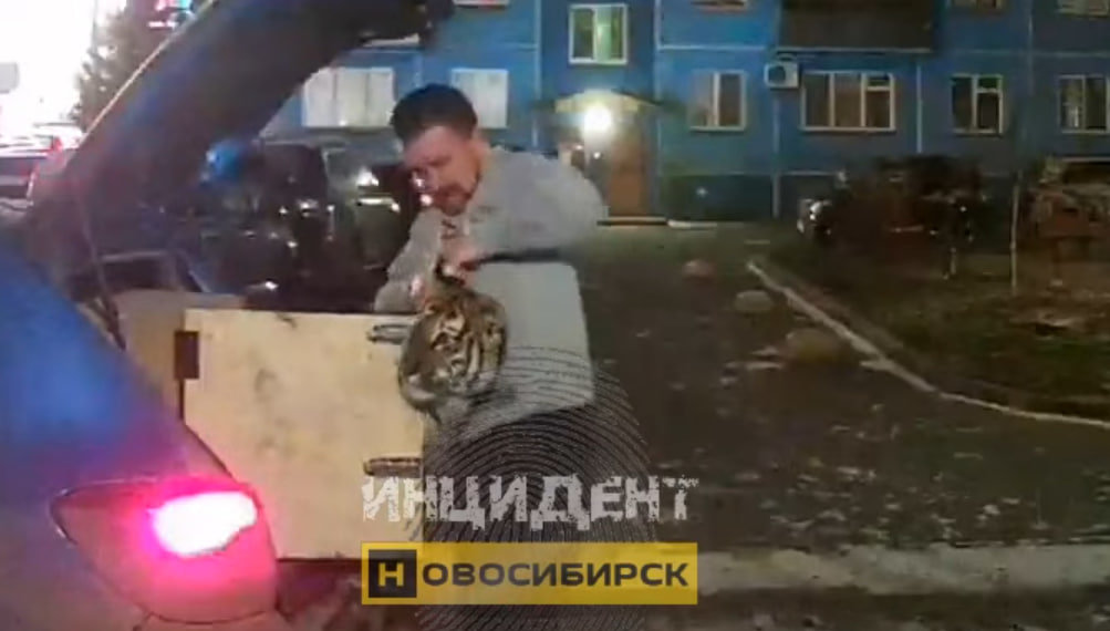 Новосибирца зафиксировали на камеру с тигром в центре города