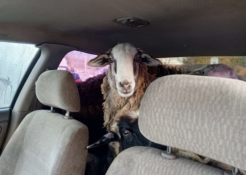 Амбар на колесах остановили полицейские в Сибири