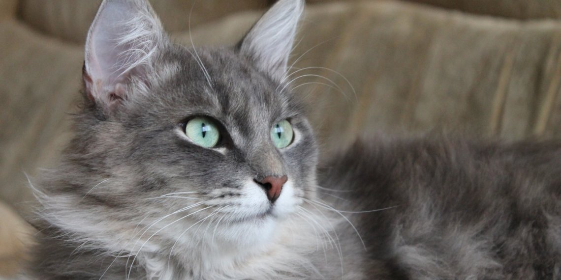 Законопроект против жестокого обращения с животными направили в правительство РФ