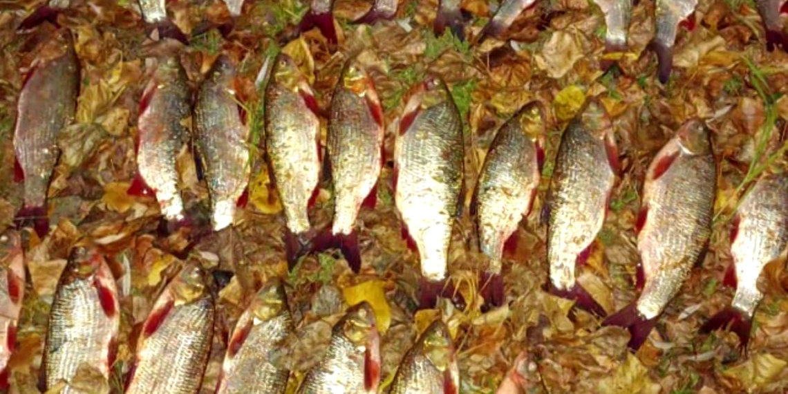 Новосибирец забрал из Оби 200 рыбин и попал в наручники