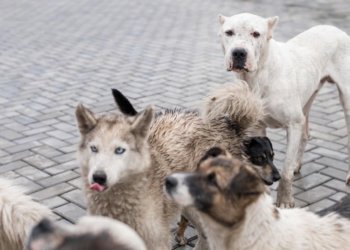 Прокуратура займется вопросом нападения бездомных собак на 7-летнюю девочку под Новосибирском