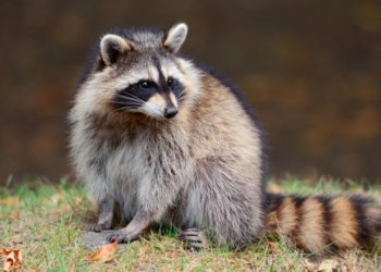 Енота заперли в квартире и морят голодом в Искитиме