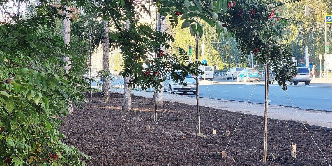 Мэрия отчиталась за 45 млн на реконструкцию газонов в Новосибирске