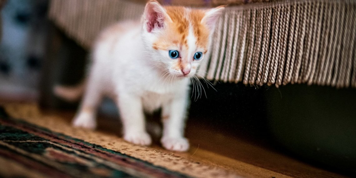 Штрафом отделался живодер за убитого котенка под Новосибирском