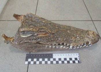 В аэропорту Новосибирска у пассажирки нашли голову крокодила