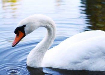 Лебедя из парка в Кольцово отправили в Новосибирский зоопарк