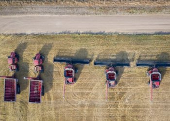 Новосибирские аграрии собрали 490 тысяч тонн технических культур – рост на 42%