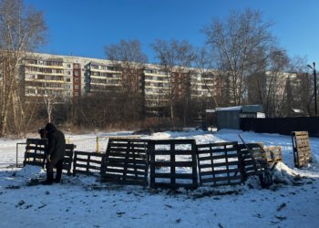 В Советском районе на нелегальном базаре изъяли 76 новогодних елей