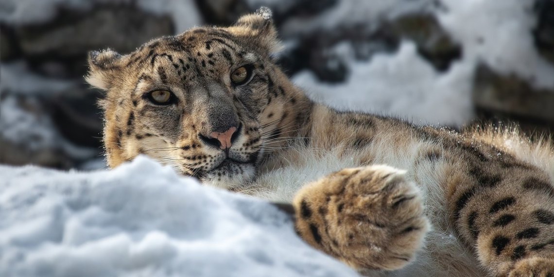 Все на месте: в новосибирском зоопарке провели инвентаризацию