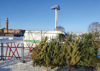 В Новосибирске после праздников откроют два пункта приема новогодних елей
