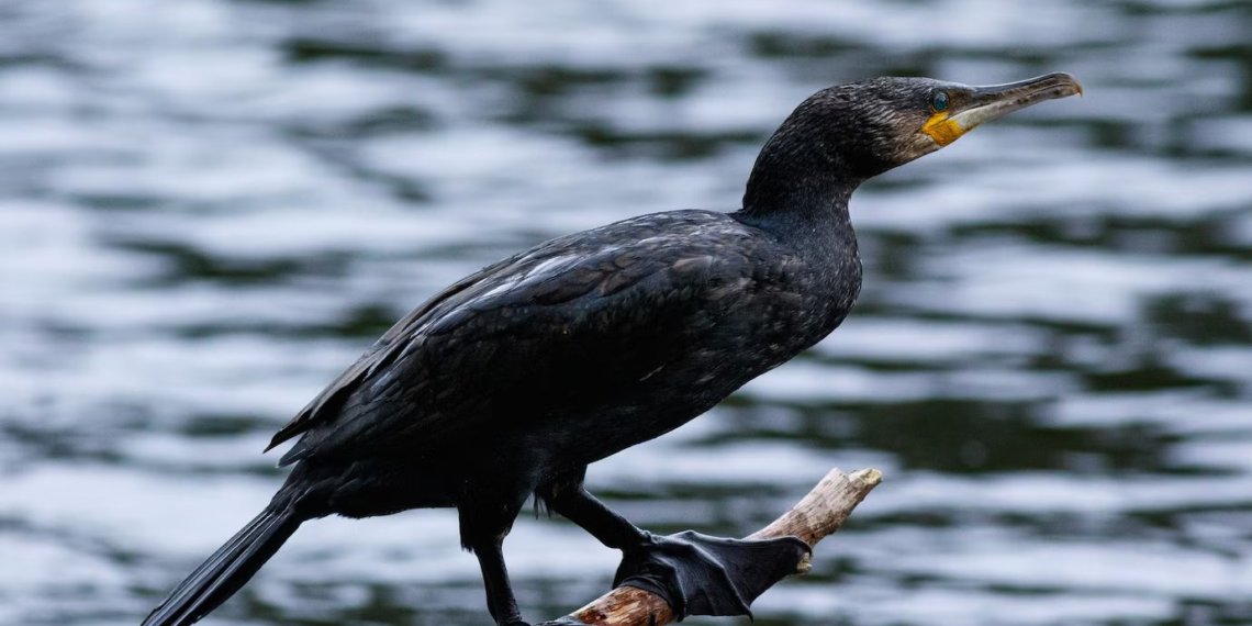 Из Красной книги Новосибирской области хотят исключить большого баклана