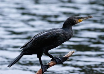 Из Красной книги Новосибирской области хотят исключить большого баклана