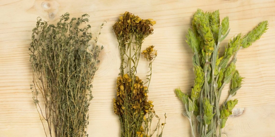 Новосибирские ученые научились лечить описторхоз полынью