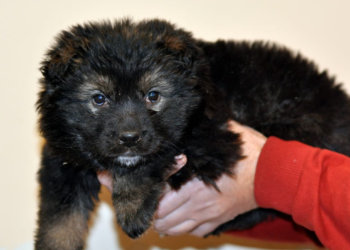 Волонтёр рассказала, как выживают бездомные животные в Новосибирске