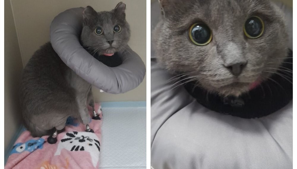 Ветврач из Новосибирска помог котику Арнольду вернуть лапки с помощью бионического протеза