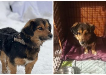 Холодная трасса, горячее сердце: врачи скорой спасли замерзающего пса