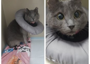 Ветврач из Новосибирска помог котику Арнольду вернуть лапки с помощью бионического протеза