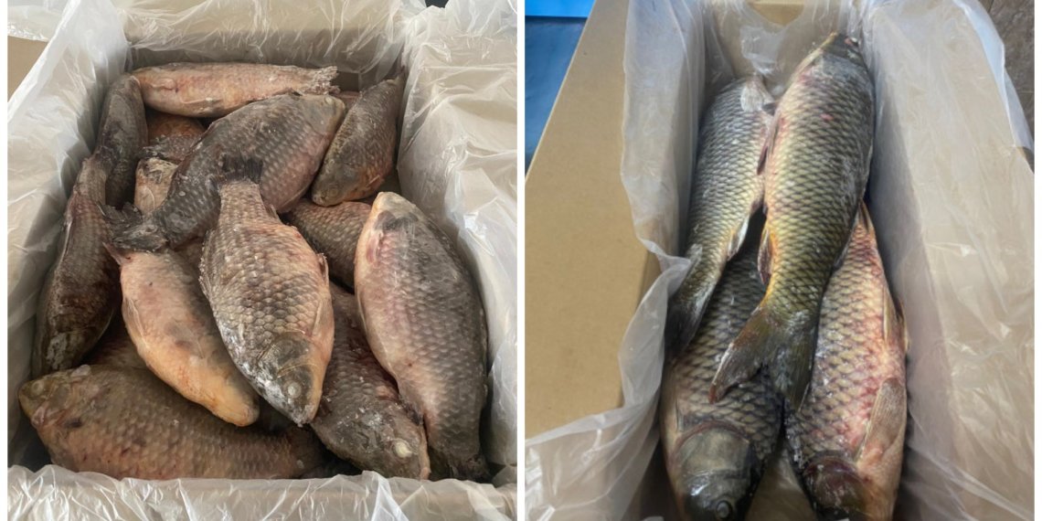 Экспорт озерной рыбы из Новосибирской области в Китай увеличился на 40 тонн