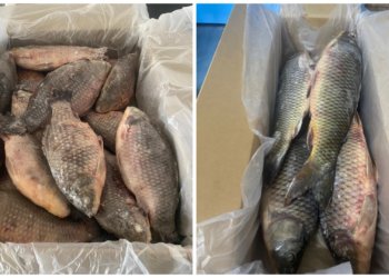 Экспорт озерной рыбы из Новосибирской области в Китай увеличился на 40 тонн