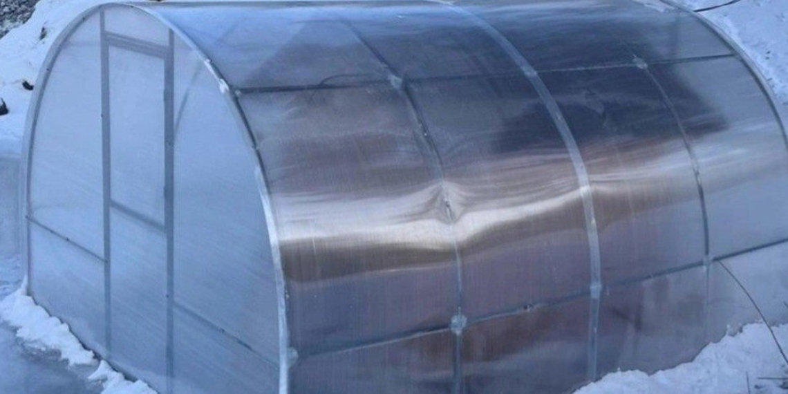 Жители пожаловались на живодерское содержание лебедей в парке под Новосибирском