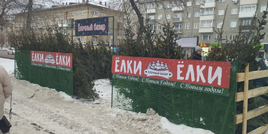 В Новосибирске пресечена незаконная торговля хвойными деревьями