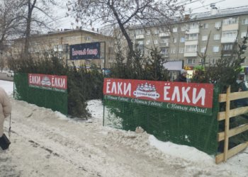 В Новосибирске пресечена незаконная торговля хвойными деревьями