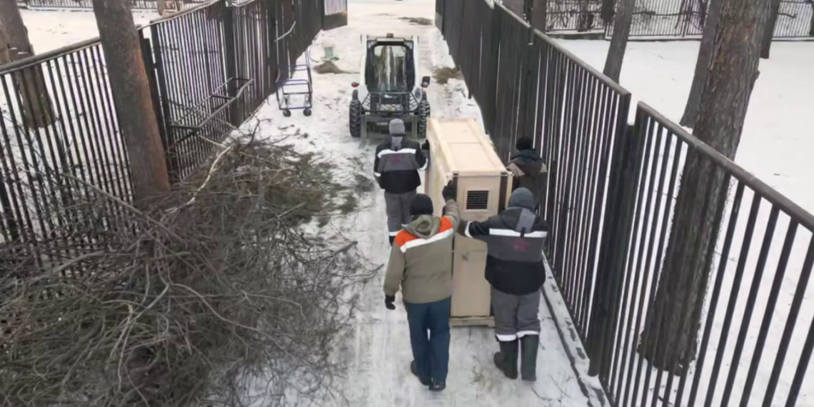 Трех бизонов и двух мангустов перевезли из Новосибирского зоопарка в Белоруссию