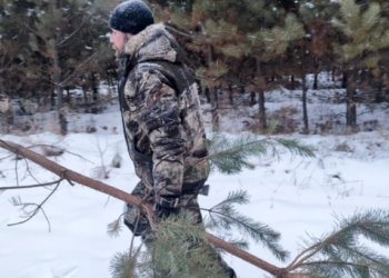 Новосибирские лесоводы заготовят около 10 тысяч елей к Новому году