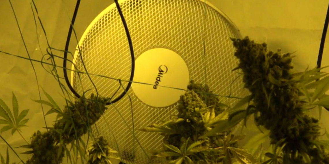 На девять лет лишили свободы новосибирца за подготовку к теракту и выращивание марихуаны