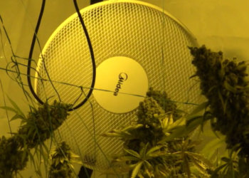 На девять лет лишили свободы новосибирца за подготовку к теракту и выращивание марихуаны