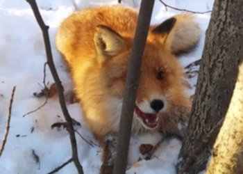 Лиса попала в капкан браконьеров в лесопарке Краснообска