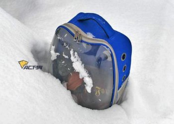 Бесчеловечная жестокость: сфинкса бросили умирать в прозрачном рюкзаке на морозе