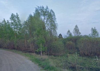 Леса вокруг Новосибирска внесли в госреестр недвижимости