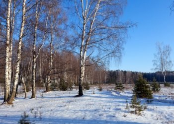 Новосибирцу вынесли приговор за незаконную вырубку берез