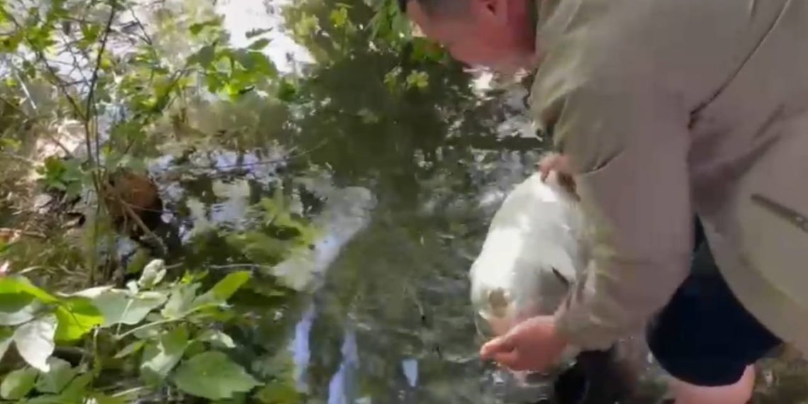 Мигрант насмерть забил табуретом знакомого во время застолья и расчленил его тело в Новосибирске