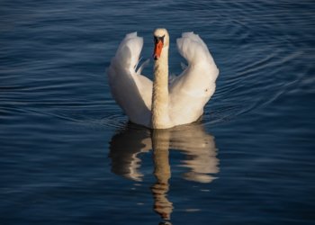 В Новосибирском парке незаконно содержали краснокнижного лебедя-шипуна