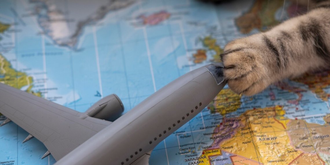 Отдых с питомцем: 655 животных стали туристами в Толмачёво в 2024 году