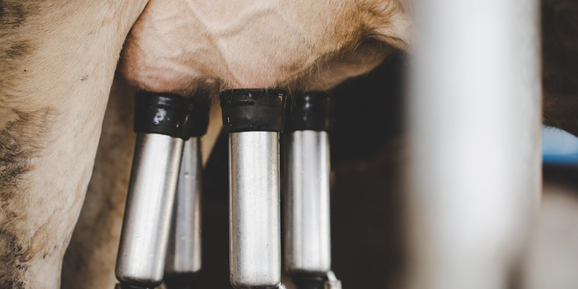 В Новосибирском районе подвели итоги работы сельского хозяйства: рост в мясном животноводстве, спад в молочном