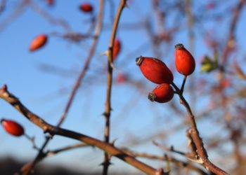 Разрушающее раковые клетки вещество обнаружили в шиповнике